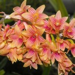 Dendrobium Bullenianum-Flowering Size